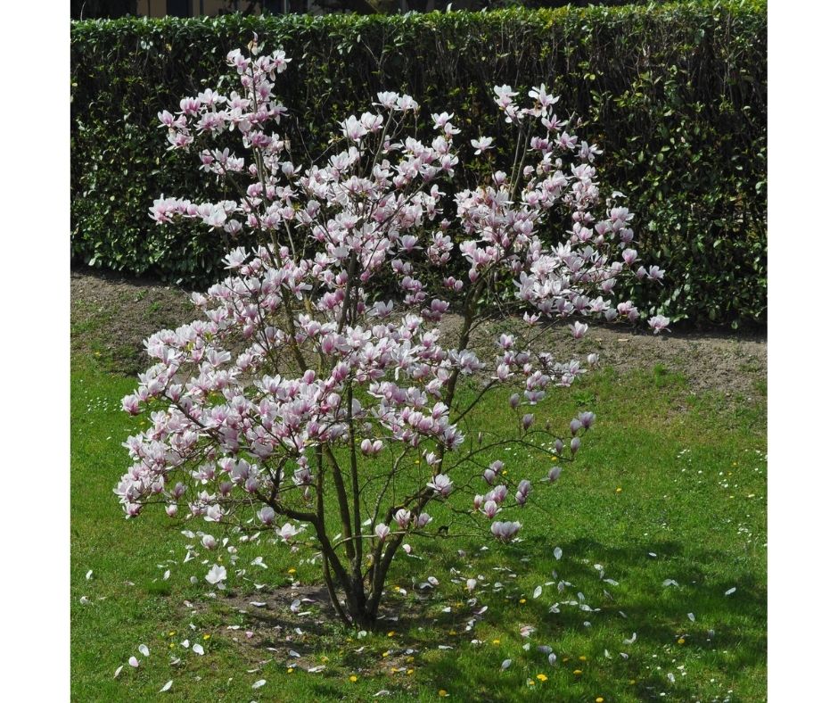 Diamond Jubilee Tree Planting shaareitsedek